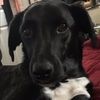 rowdog123